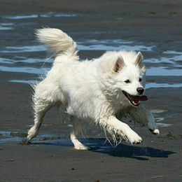 Koda - American Eskimo Dog