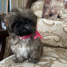 Daisy - Brindle female Shih Tzu puppy in Huntsville, Alabama from Sunnybrook Shih Tzu