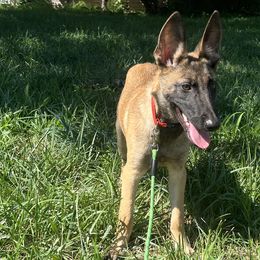 Belgian Malinois and Rottweilers from Pawgressive Canine Institution