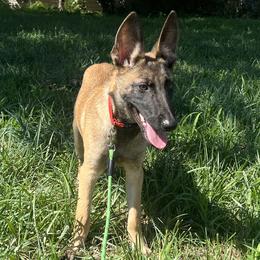 Belgian Malinois and Rottweilers from Pawgressive Canine Institution