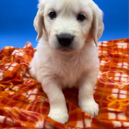 Cream Male 5 - Light golden male Golden Retriever puppy in Spanaway, Washington from 11 Oaks Kennels