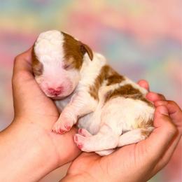 Pear - Parti male Goldendoodle puppy in Kissimmee, Florida from Poodle Doodle Kennels