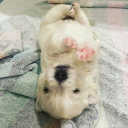 West Highland White Terrier Puppies from Elvador West Highland White Terriers