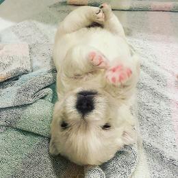 West Highland White Terrier Puppies from Elvador West Highland White Terriers