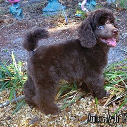 Poodle Puppies from Anna-Ash Poodles