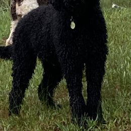 Labradoodles from Sister Darkness Labradoodle