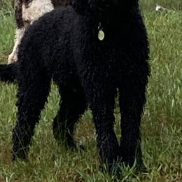 Labradoodles from Sister Darkness Labradoodle