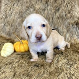 Cappuccino - Red male Dachshund puppy in Bowerston, Ohio from Hangin’ H Kennels, LLC