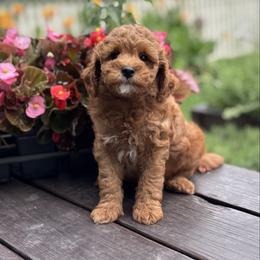Baron - Red  male Goldendoodle puppy in Wharton, Texas from Little Fur Friends