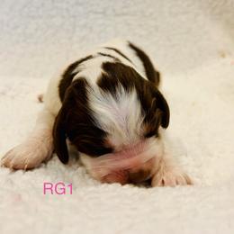 RG1 - Tri-Roan female English Springer Spaniel puppy in Britton, South Dakota from K&S Canines
