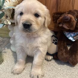 Aspen - Light golden male Golden Retriever puppy in Grant County, Indiana from On The Sunny Side Pavey Farms