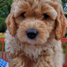 Australian Labradoodles from Belleauwood Labradoodles