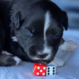 Blackjack - Black tri male Miniature Australian Shepherd puppy in Powell Butte, Oregon from Willow Lane Ranch