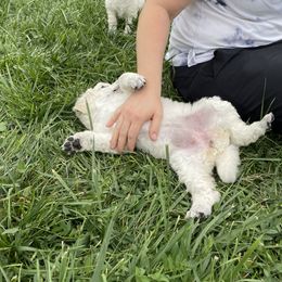 Poodle Puppies from Elysee Standard Poodles