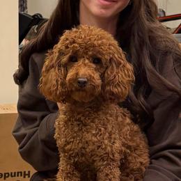 Honei - Poodle