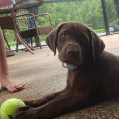 Labrador Retrievers from Jacquye Schimmel