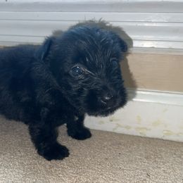 Scottish Terrier Puppies from Oodles of Cuties!