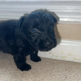 Scottish Terrier Puppies from Oodles of Cuties!