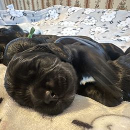 Cocker Spaniel Puppies from Abundance of Joy LLC
