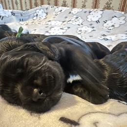 Cocker Spaniel Puppies from Abundance of Joy LLC