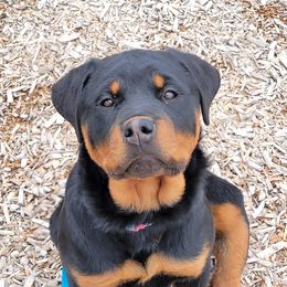 Bulldogs, Rottweilers, and Siberian Huskies from Kaniska Kennels