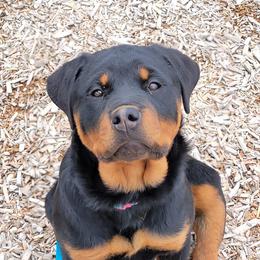 Bulldogs, Rottweilers, and Siberian Huskies from Kaniska Kennels