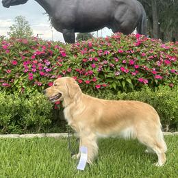 Golden Retrievers from Hollow Valley Kennels Golden Retrievers & Belgian Malinois