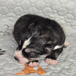 Big boy - Agouti and white male Siberian Husky puppy in Kansas City, Missouri from Anuun's Huskies