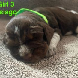 English Springer Spaniel Puppies from Picky’s Puppies