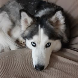 Lucky - Siberian Husky