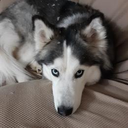 Lucky - Siberian Husky