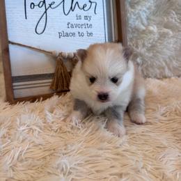 Male 2 - Lavender male Pomsky puppy in Bucyrus, Missouri from Hill Top Pomskies