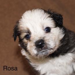 Rosa Parks - Sable female Border Collie puppy in Crawfordsville, Indiana from Rescued Dreams Border Collies