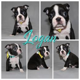 Logan - Black brindle and white male Boston Terrier puppy in Brooksville, Florida from I Love Pups
