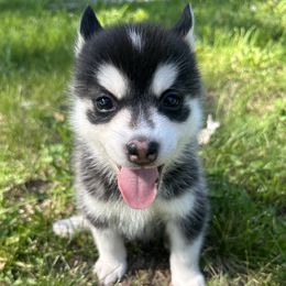 Pomsky Puppies from Creeden Prairie Pomsky’s