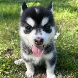 Pomsky Puppies from Creeden Prairie Pomsky’s