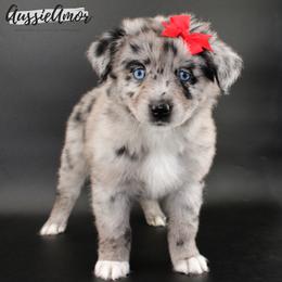 Bi Blue Merle Long tail 2 Blue eyes - Blue merle female Miniature Australian Shepherd puppy in Pinehurst, Texas from Aussie Amor