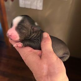 Bao - Slate female Chinese Crested puppy in Henderson, Kentucky from Western Kentucky Chihuahua’s and Chinese Crested’s
