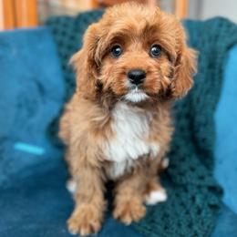 Pip (male - grey collar) - Red male Cavapoo puppy in Gilbert, Arizona from Azteddybeardoodles