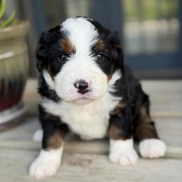 Jelly - Tri-color female Bernedoodle puppy in El Campo, Texas from Little Fur Friends Bernedoodles