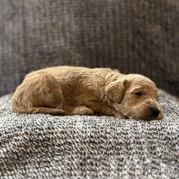 Boy 2 - male Goldendoodle puppy in Fayetteville, Arkansas from Mountain Grove Doodles