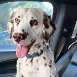 Bessie - Dalmatian