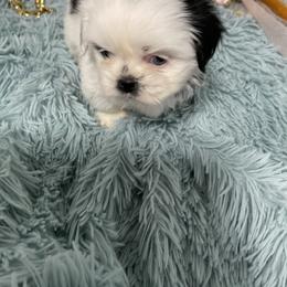 Maltese and Shih Tzu Puppies from BayView Pups