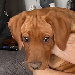 Dart - Labrador Retriever