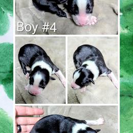 Australian Shepherd and Great Dane Puppies from AEW Farm