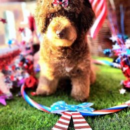 Roxe - Poodle