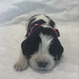 Pink girl - Black white and tan female English Springer Spaniel puppy in Lincoln, Texas from LeeCo. Springers