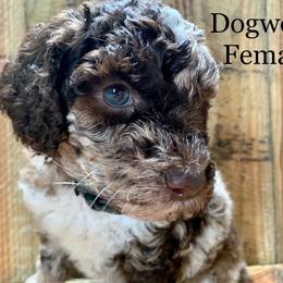 Cavalier King Charles Spaniel, Cavapoo, and Poodle Puppies from Loblolly Ranch