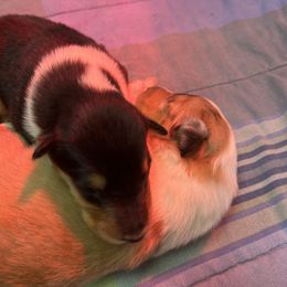 Collie Puppies from River-Valley Collies