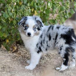 Wyatt - Blue merle male Toy Australian Shepherd puppy in Wichita Falls, Texas from Shooting Stars Ranch Toy and Mini Aussies